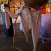 Janice Porter Photo 9