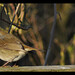 Robin Smallwood Photo 20