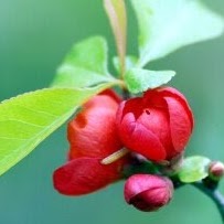 Alicia Wade Photo 14