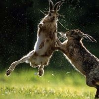 Thomas Hardman Photo 16