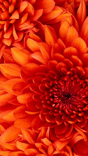 Michelle Mensah Photo 15