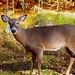 Autumn Buck Photo 22