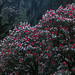 Ann Foret Photo 4