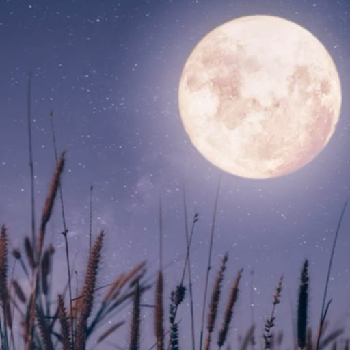 Janine Morgan Photo 3