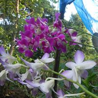 Aimee Ocampo Photo 4