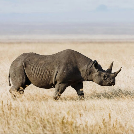 William Nicholson Photo 17