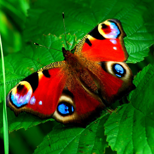 Marshall Adams Photo 42 Marshall Adams Photo 42