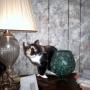 Robert Swisher Photo 29