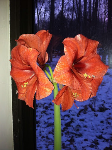 Nancy Naylor Photo 27