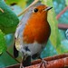Robin Robins Photo 29