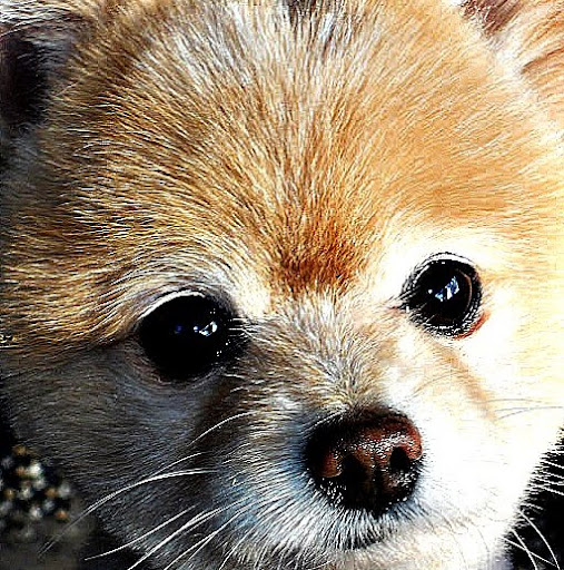 Duane Swanson Photo 28