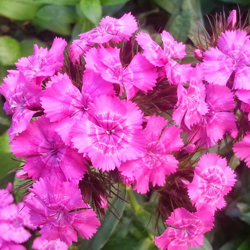 Cindy Hardy Photo 41