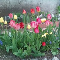 Debra Gomes Photo 21