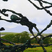 John Behan Photo 39