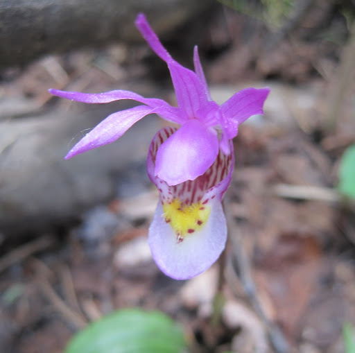 Marie Turner Photo 35