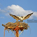 Mark Ogden Photo 33