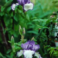 Lorie Stack Photo 1