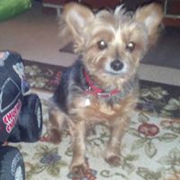 Tracy Bradshaw Photo 39