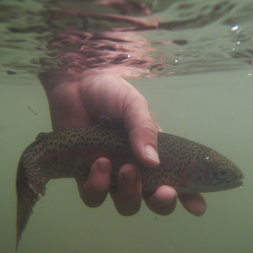 David Heiss Photo 13