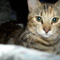 Cherie Strawn Photo 2