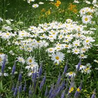 Deborah Brunner Photo 14