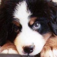 Pauline Lambert Photo 2