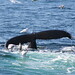 Christine Morton Photo 21