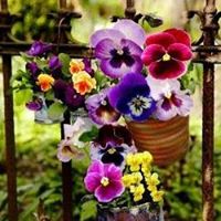 Judith Henry Photo 27