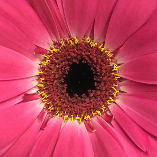 Patricia Simpson Photo 13