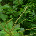 Chang Ma Photo 9