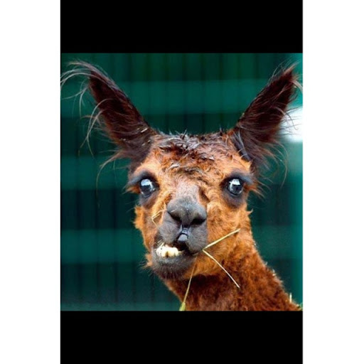 Charles Winter Photo 39 Charles Winter Photo 39