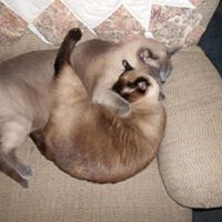 Darlene Schultz Photo 22