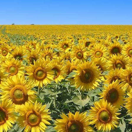 Bonnie Watkins Photo 26