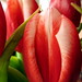 Judy Cross Photo 25