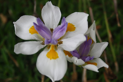 Colleen Hamilton Photo 12