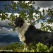 Michael Shepherd Photo 27