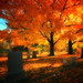 Virginia Sullivan Photo 31
