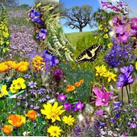Linda Dailey Photo 8