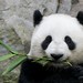 Su Lin Photo 37