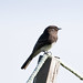 Phoebe Brown Photo 25