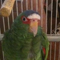 Andrew Landis Photo 21