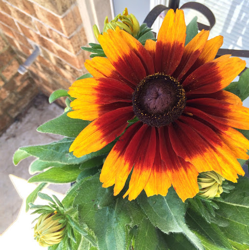 Susan Cummings Photo 23