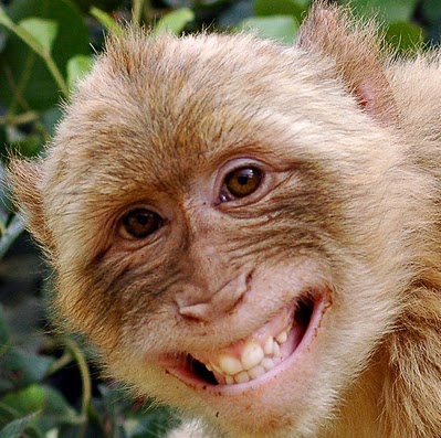 Mark Hamilton Photo 37 Mark Hamilton Photo 37