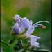 Rosemary Flowers Photo 28