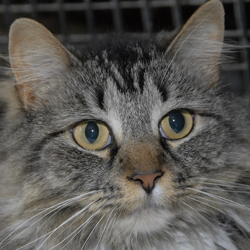 Harold Sims Photo 12