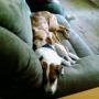 Rebecca Mcneil Photo 18