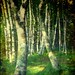 Linda Birch Photo 5