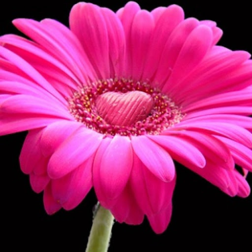 Debra Lucas Photo 26