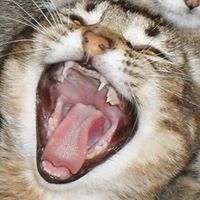 Elizabeth Hoisington Photo 1