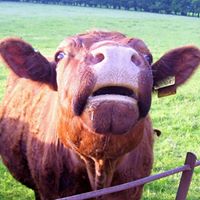 Heidi Goodman Photo 6